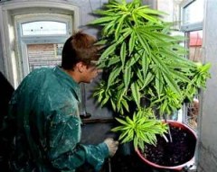 Конопля в обнинске почему марихуану не легализуют
